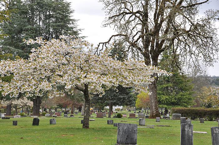 Dallas Cemetery